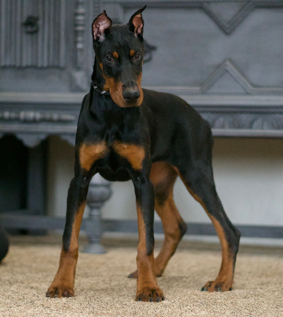 Thumbnail: Rushka 💖 AKC European Champion Lines Doberman - Girl