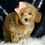 Thumbnail: Cher 💖 AKC Poodle - Girl