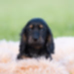 Thumbnail: Tootsie 🩷 AKC Miniature Dachshund -Female