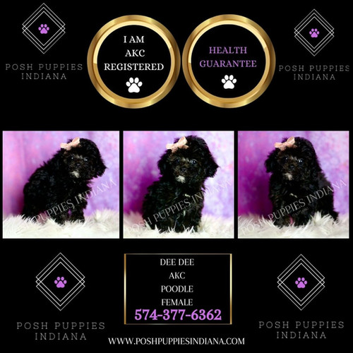 Dee Dee 💖 AKC Toy Poodle - Girl | Posh Puppies Indiana