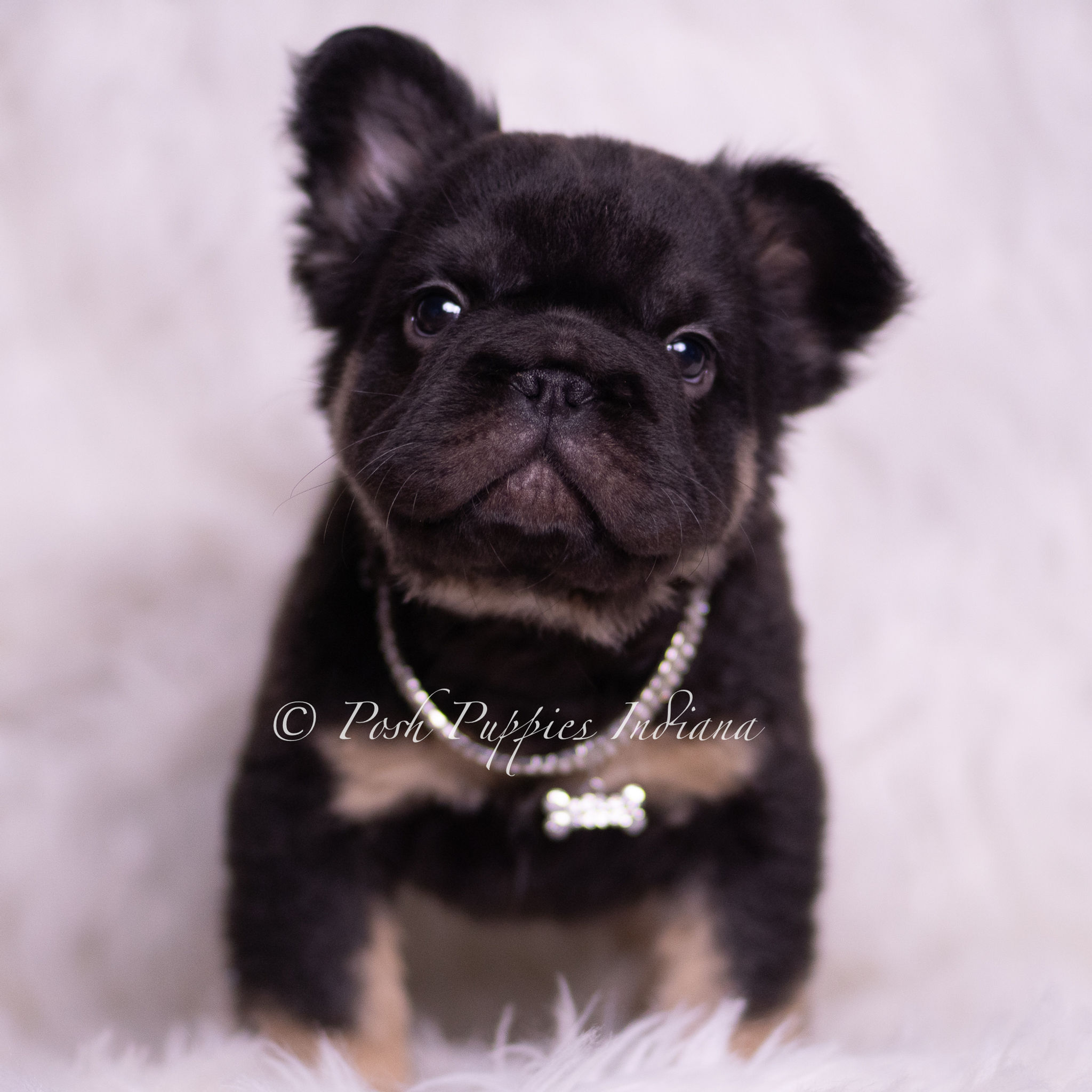 Pixel ๐ Longhair French Bulldog - AKC Male