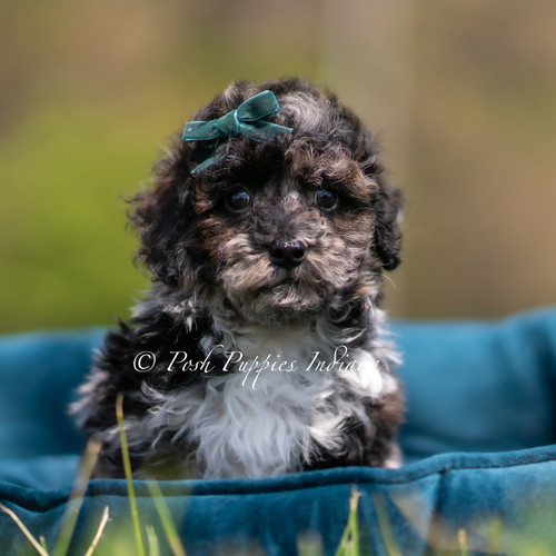 Disco 💙 AKC Toy Poodle - Boy | Posh Puppies Indiana