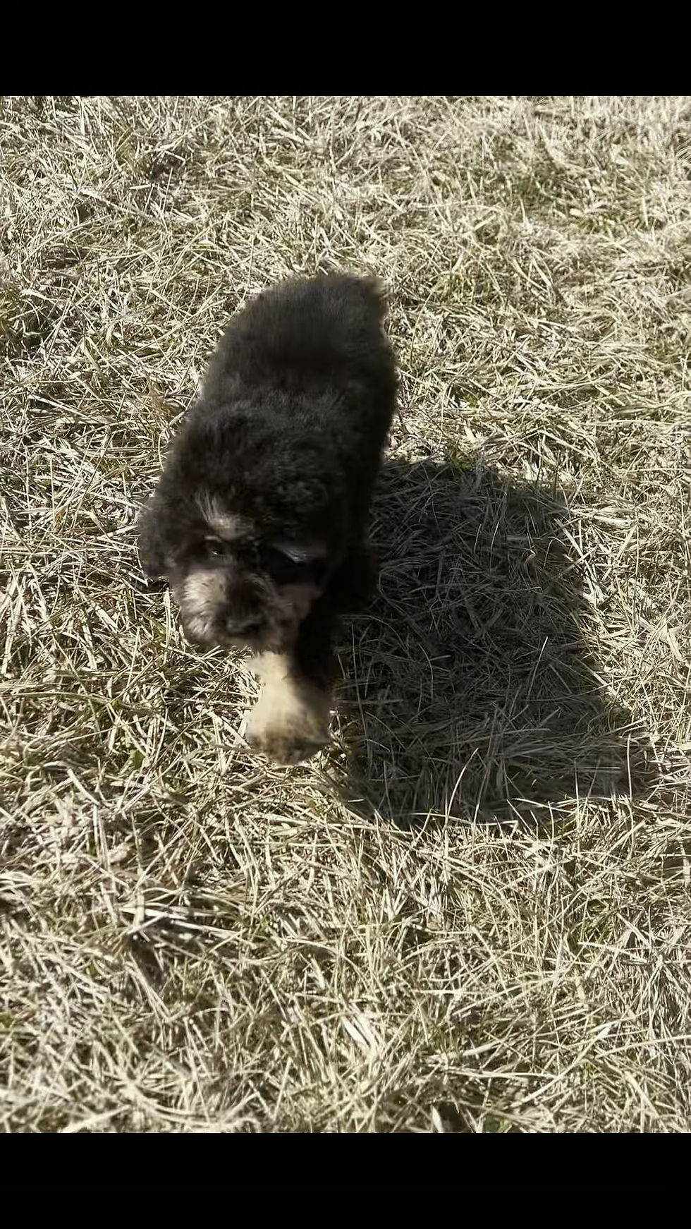 Thumbnail: Diamond 💖 AKC Toy Poodle - Girl