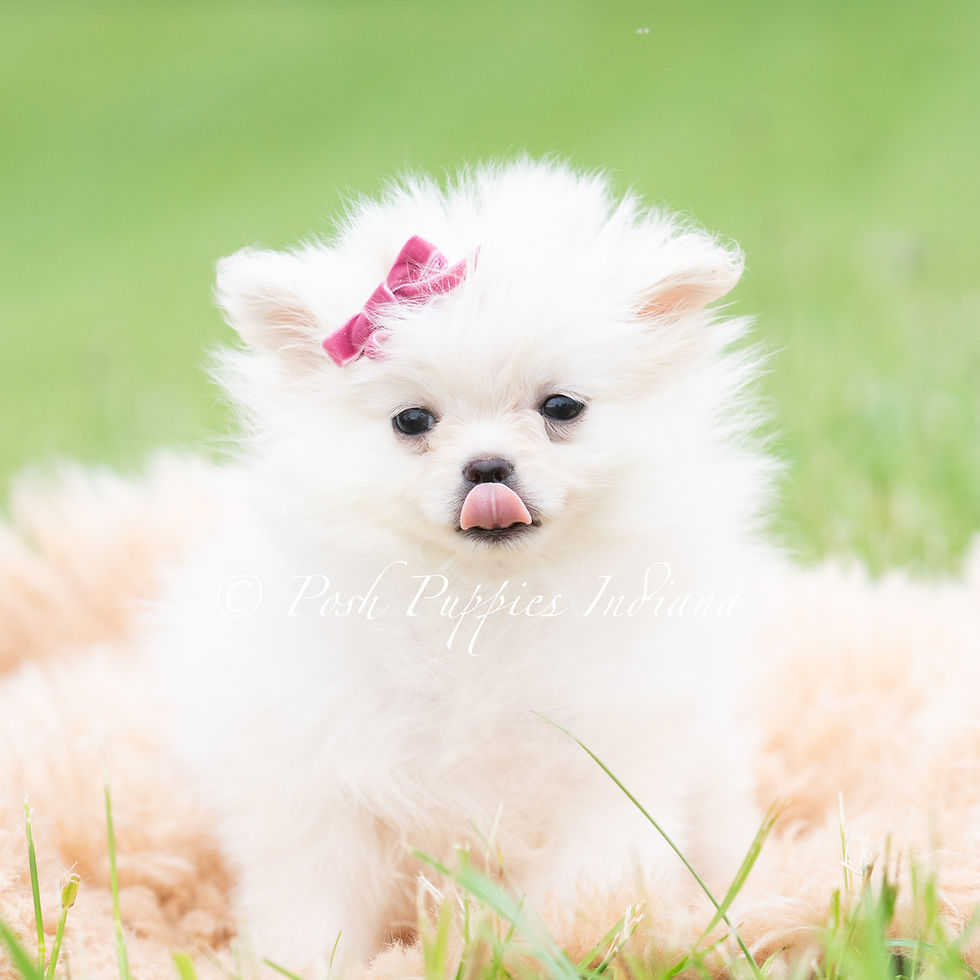 Thumbnail: Twinkle pop 🩷  AKC Pomeranian - Female