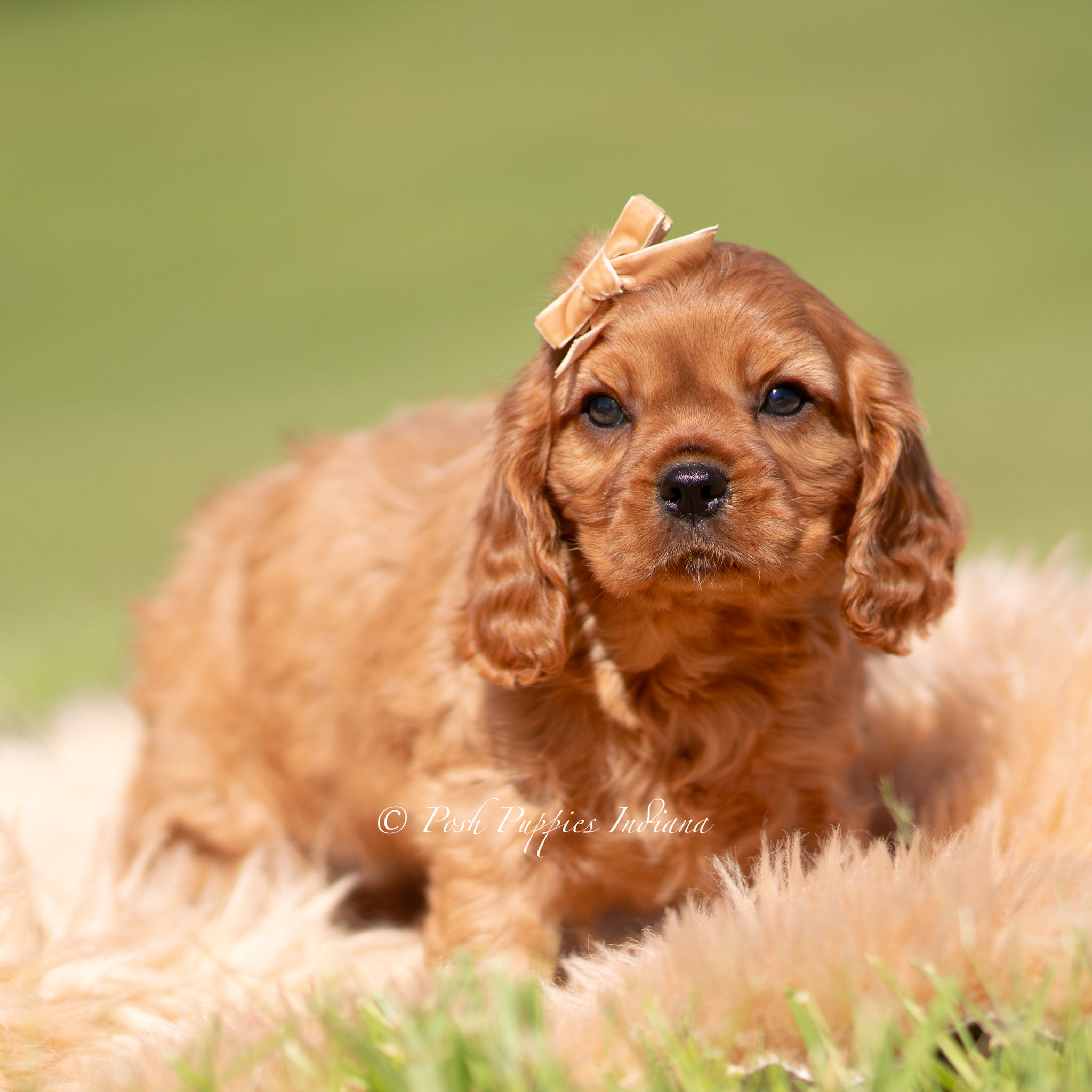 Murphy ๐ AKC Cavalier King Charles - Male