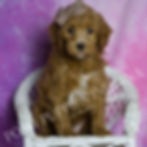 Thumbnail: Toodles 💙 F1B Maltipoo - Boy