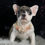 Thumbnail: Vivian 💖 French Bulldog - AKC Female