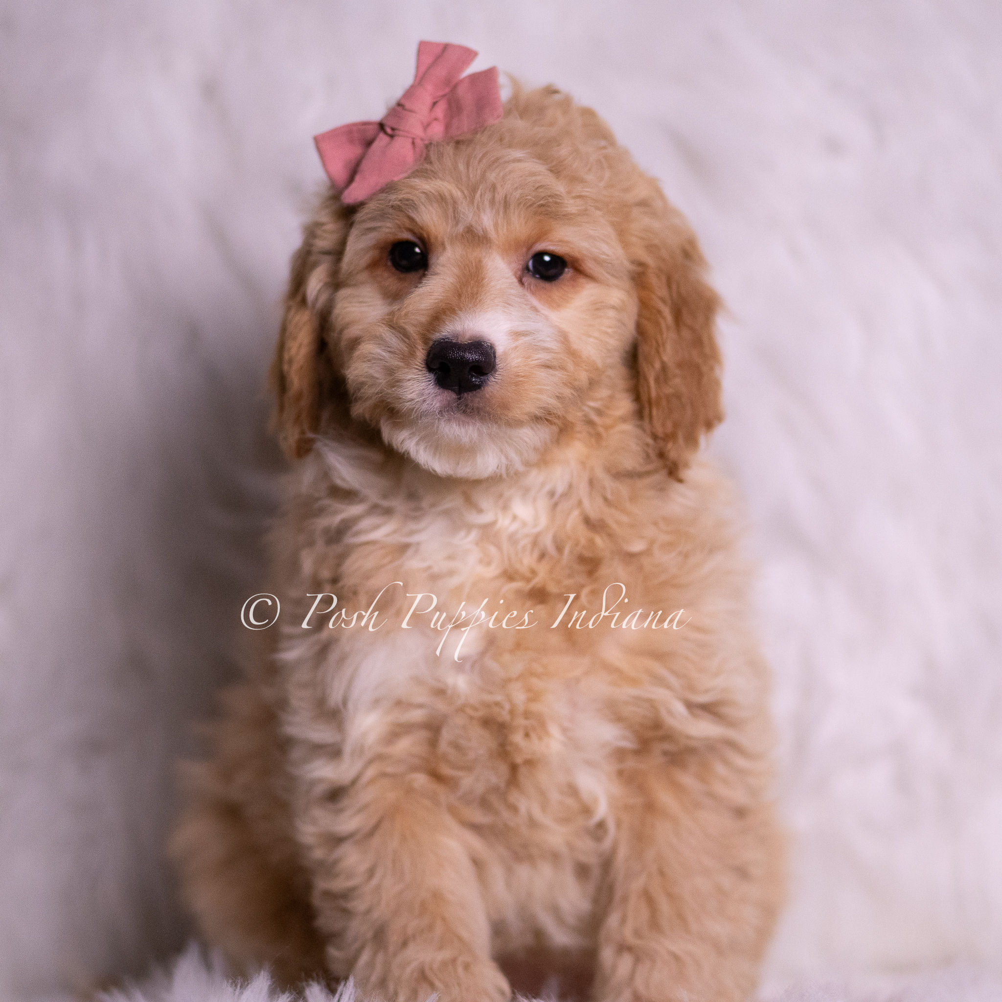 Mean Sara 💖 Multigen Miniature Goldendoodle- Girl