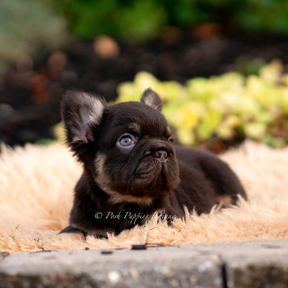 Thumbnail: Chewbacca 💙 AKC Longhair French Bulldog - Male