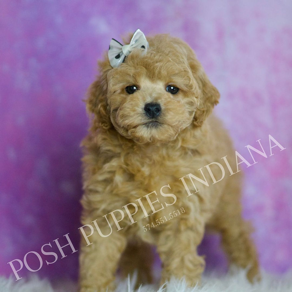 Thumbnail: Chili 💙 AKC Toy Poodle - Boy