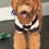 Thumbnail: Sweetie 💖  Miniature Goldendoodle- F