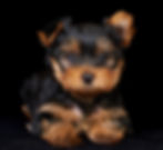 YORKSHIRE TERRIER