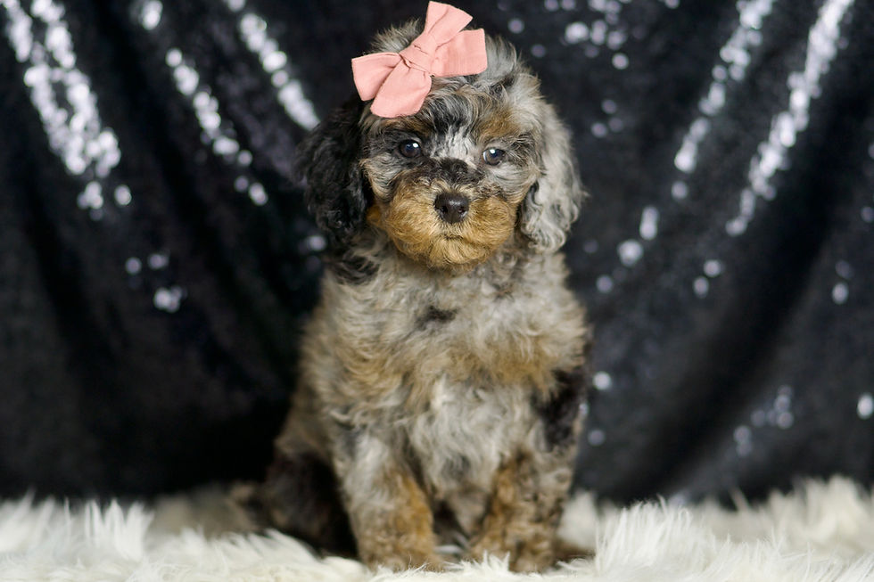 Sharon 💖 AKC Poodle - Girl