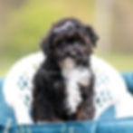 Thumbnail: Digger 💙 AKC Toy Poodle - Boy