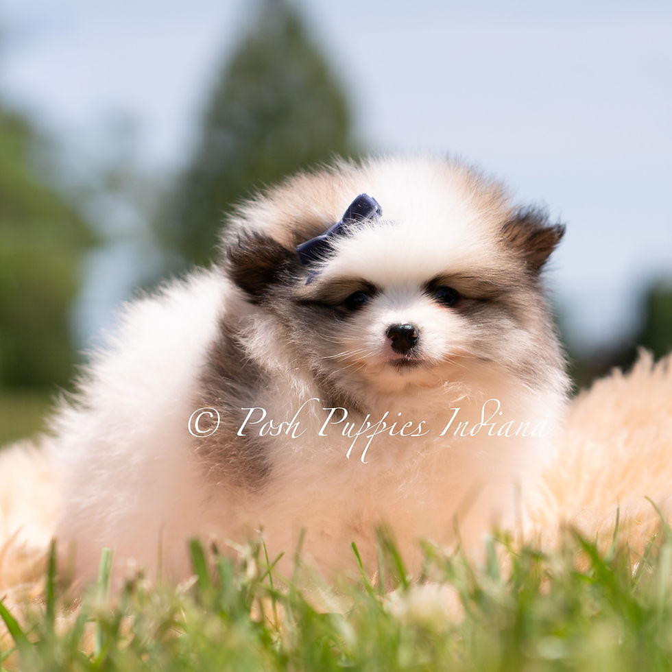 Thumbnail: Simba 💙 Pomeranian - Male