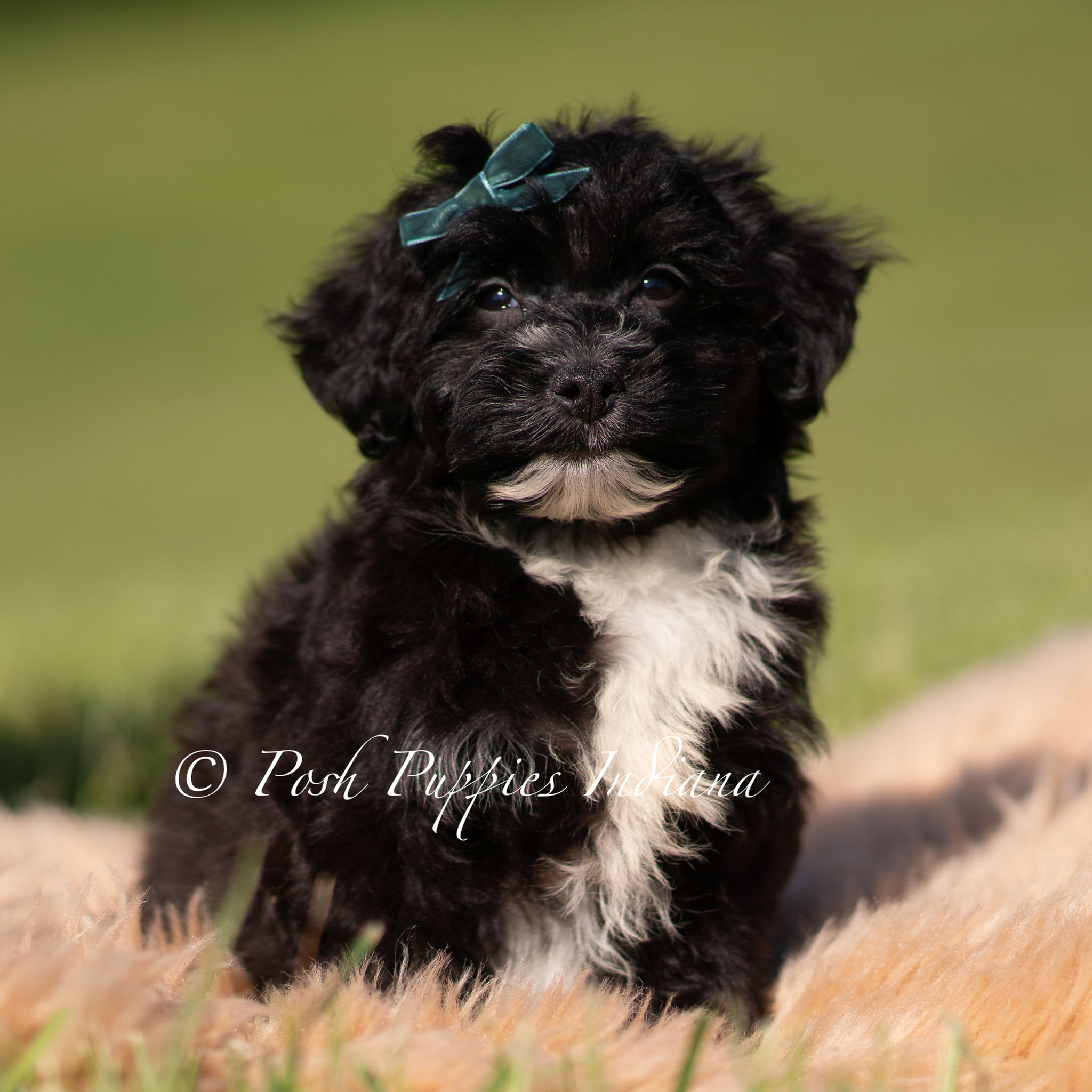 Bixby 💙 Yorkiepoo - Boy