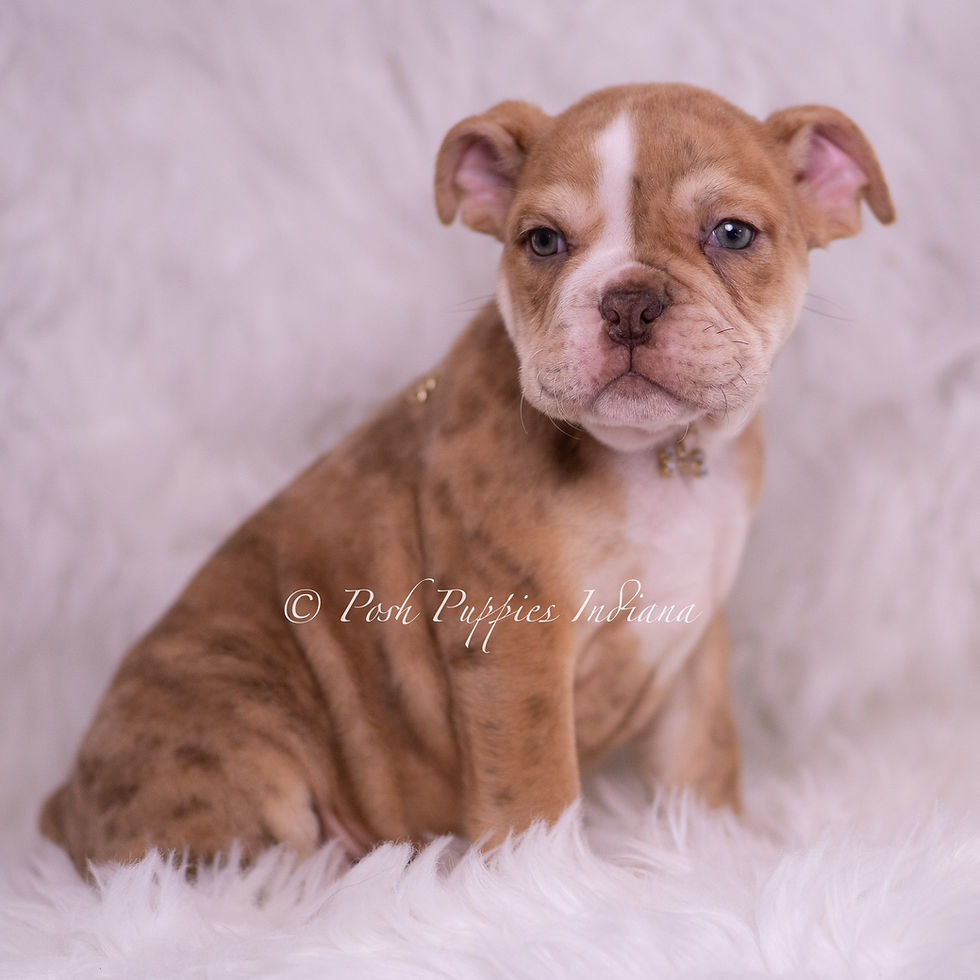 Thumbnail: Jinko 💙 AKC English Bulldog - Male
