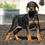 Thumbnail: Freya 💖 AKC/UABR European Champion Lines Doberman - Girl