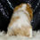 Thumbnail: Raya 💖 AKC Cavalier King Charles - Girl