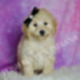 Buggy 💙 UABR Toy Poodle - Boy