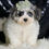 Thumbnail: Bane 🩵 F1 Maltipoo- Boy
