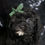 Thumbnail: Riddle 🩵 F1 Cavapoo Champion Lines - Boy