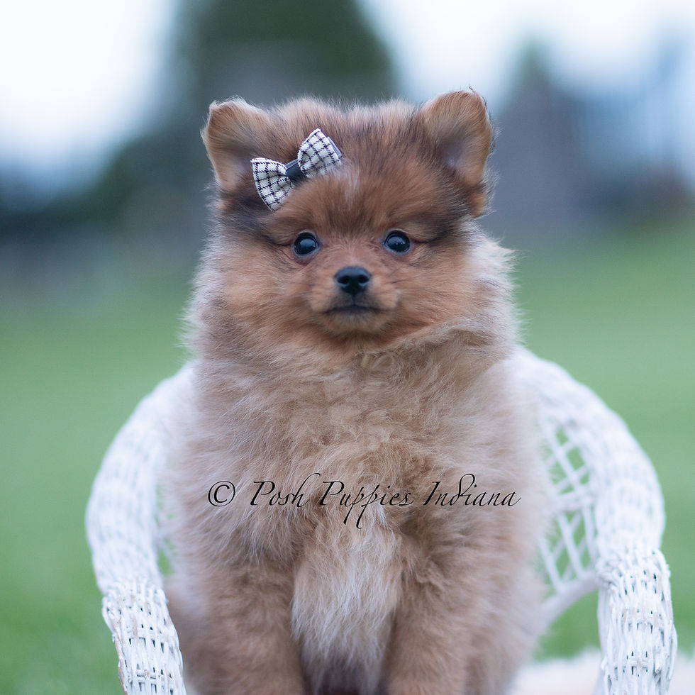 Thumbnail: Fuego 💙 AKC Pomeranian - Male
