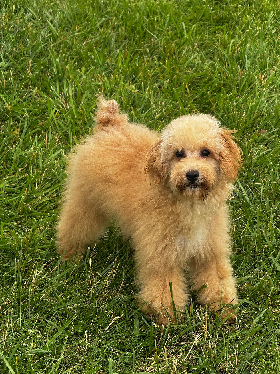 Thumbnail: Leo 💙 AKC Toy Poodle - Boy