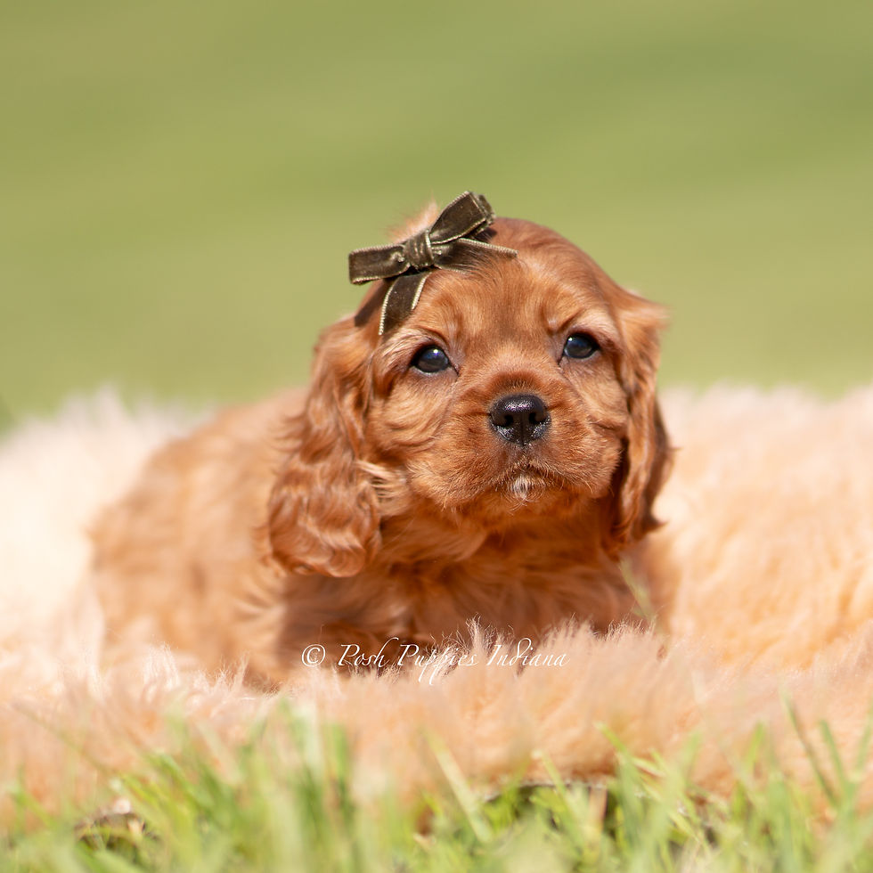 Thumbnail: Otis 💙 AKC Cavalier King Charles - Male