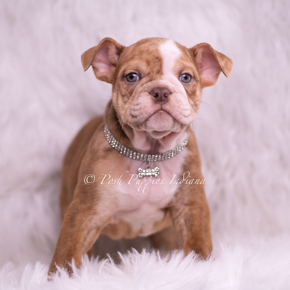Thumbnail: Moose 💙 AKC English Bulldog - Male