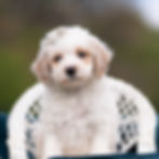 Thumbnail: Jasper 💙  F1 Maltipoo - Boy