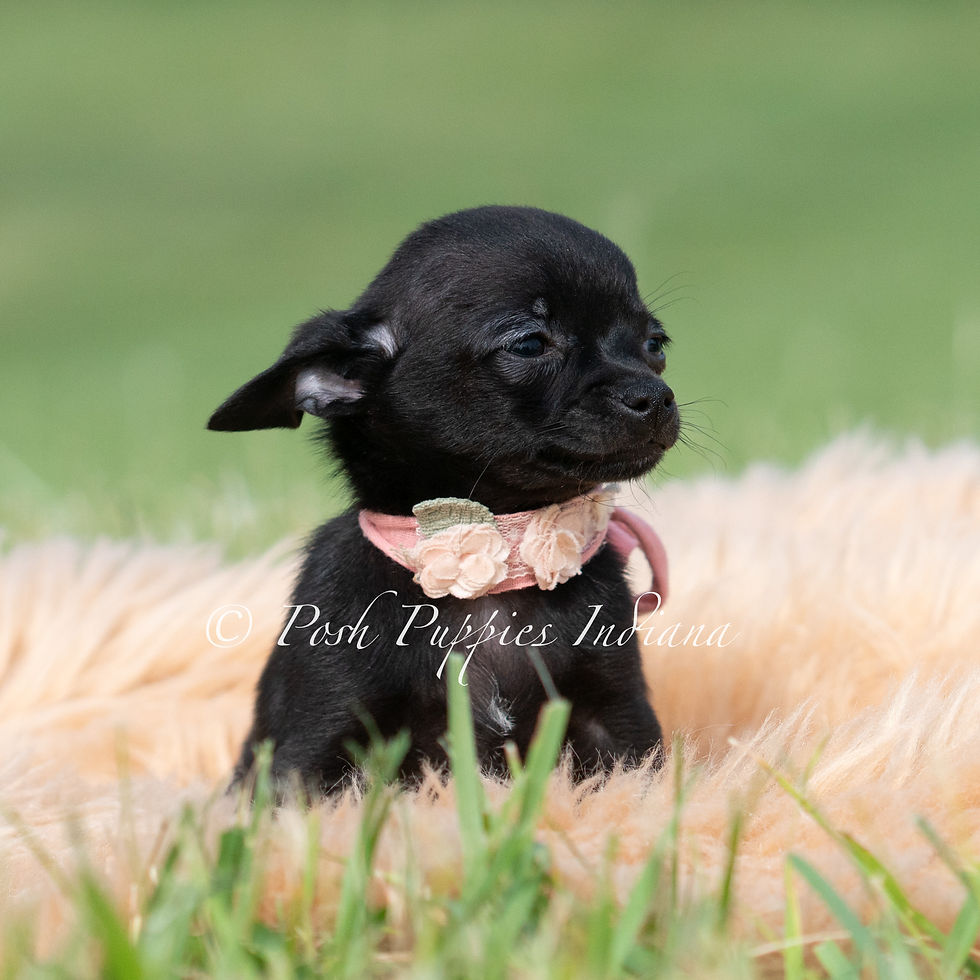 Thumbnail: Black cherry 🩷 Chihuahua - Female