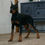 Thumbnail: Echo 💖 AKC European Champion Lines Doberman - Girl