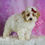 Thumbnail: Bambi 💖 UABR Poodle - Girl