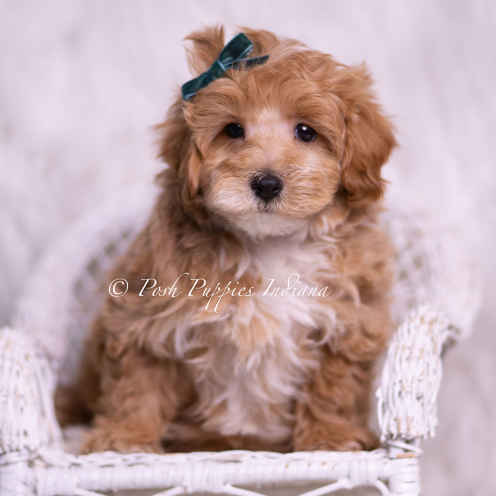 Thumbnail: Butterscotch 💙  F1B Maltipoo - Boy