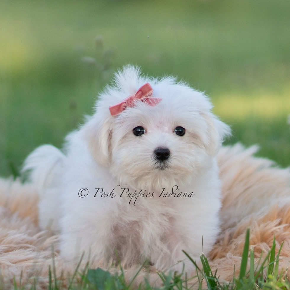 Thumbnail: Pinkie 🩷 AKC  Maltese - Female