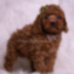 Thumbnail: Starbrite 💙 AKC Toy Poodle - Male