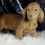 Thumbnail: Penny 💖 AKC Miniature (Tweenie) Dachshund -Girl