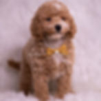 Thumbnail: Marty 💙 AKC Toy Poodle - Boy
