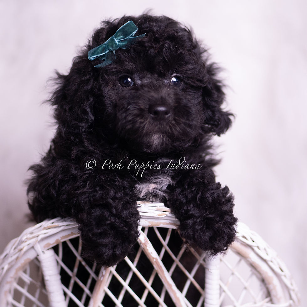 Thumbnail: Lemonheart 💙 AKC Toy Poodle - Boy