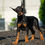 Thumbnail: Zoey 💖 AKC/UABR European Champion Lines Doberman - Girl