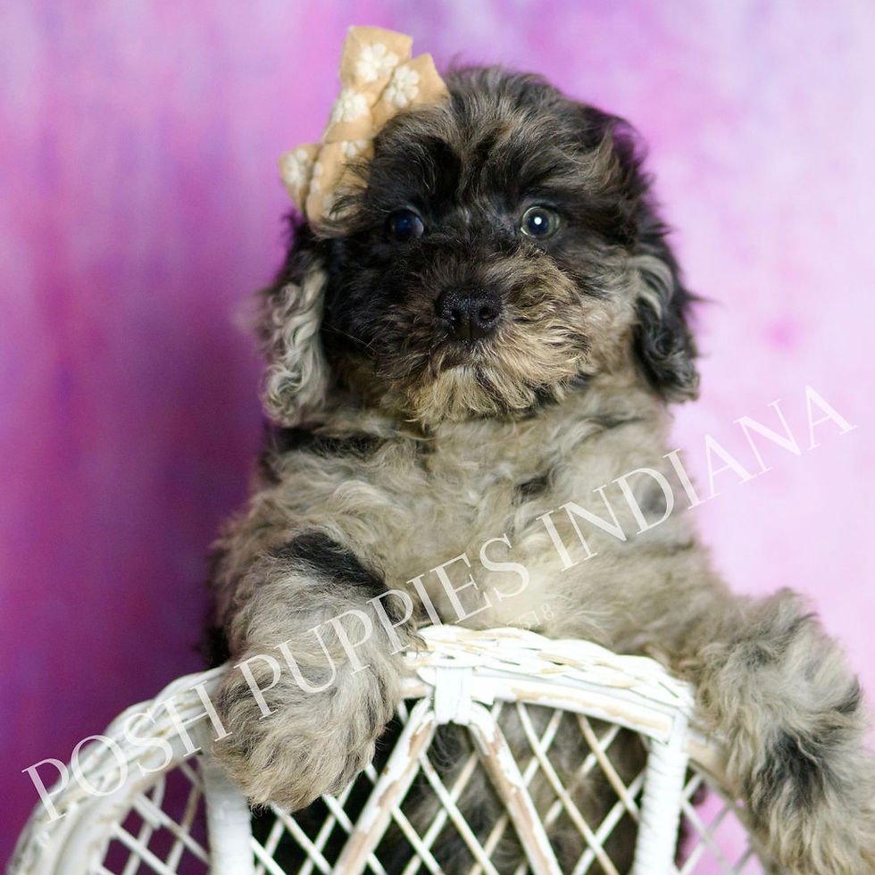 Thumbnail: Rider 💙 AKC Mini Poodle - Boy