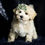 Thumbnail: Skittles 🩵 F1 Maltipoo -Boy