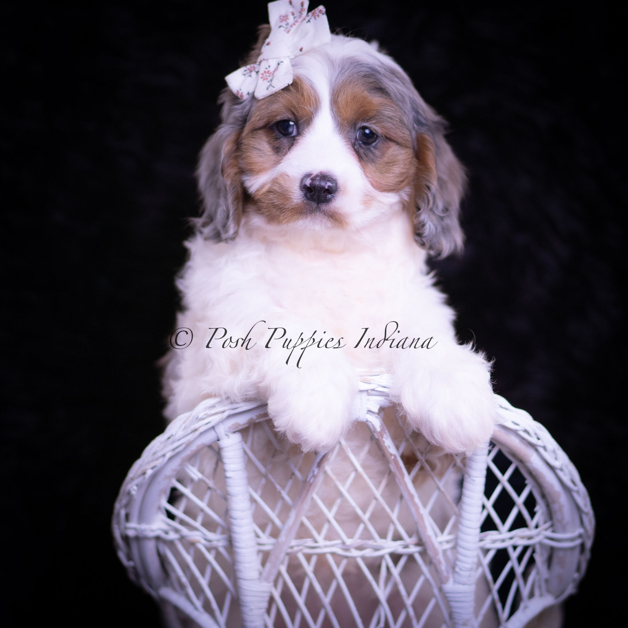 Cherry Sparkle ๐ฉท F1 Cavapoo - Female