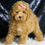 Thumbnail: Joy 💖 AKC Poodle - Girl