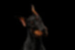 EUROPEAN DOBERMAN PINSCHER