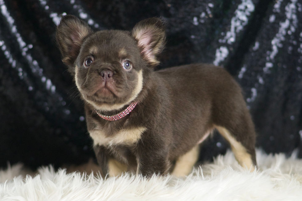Vegas 💖 French Bulldog - AKC Female
