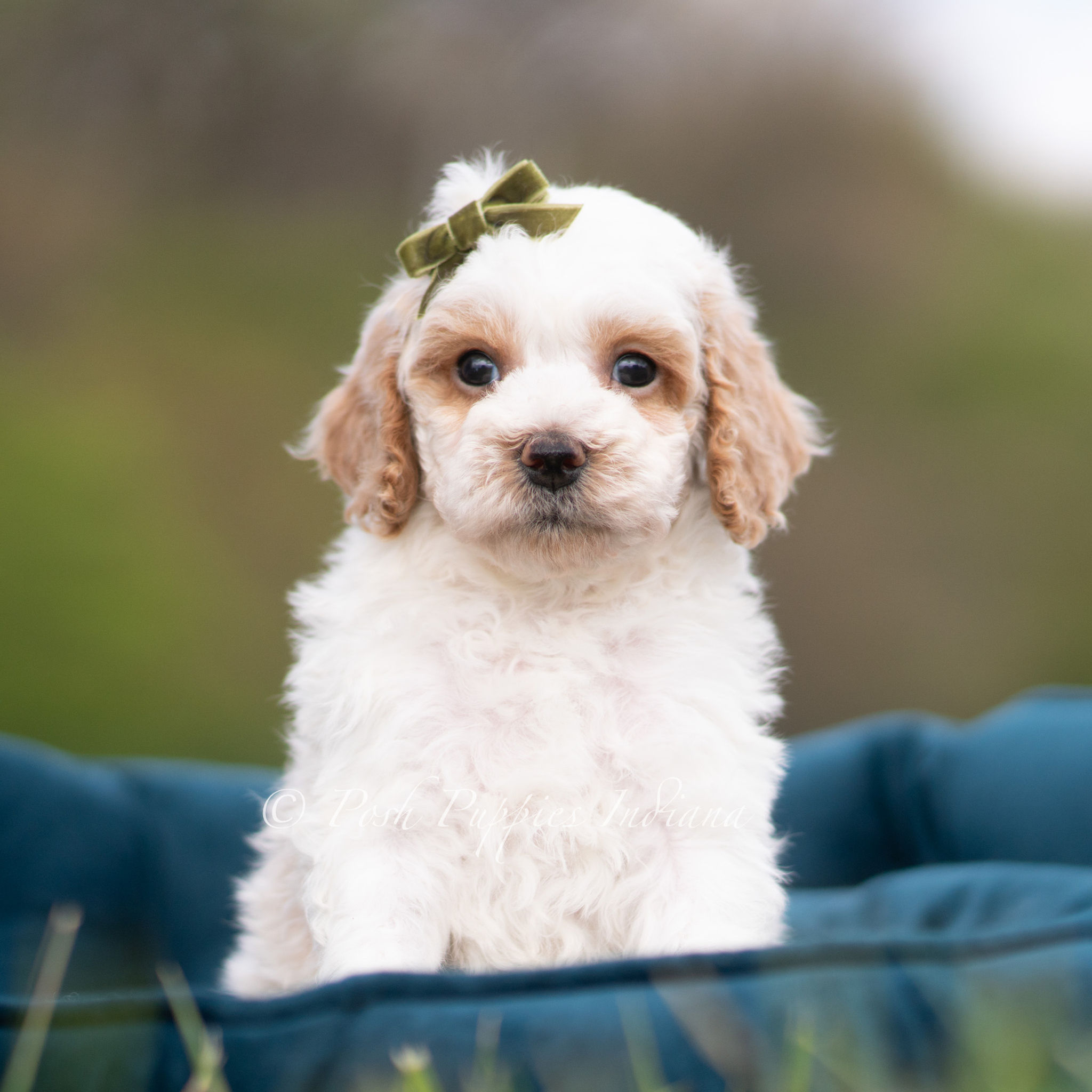 Dash 💙  F1 Maltipoo - Boy