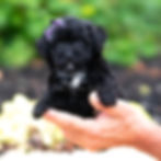 Thumbnail: Isalyn🩷 F1B Maltipoo - Girl