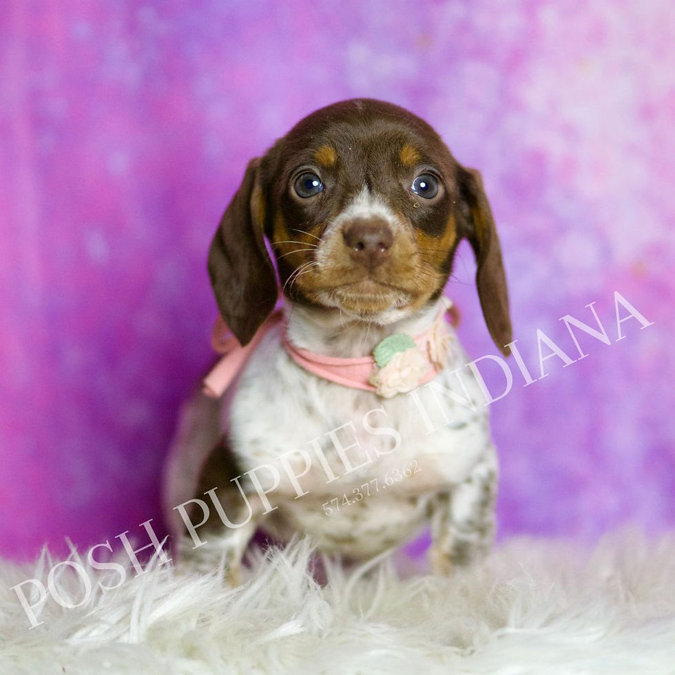 Thumbnail: Jade 💖 AKC Miniature Dachshund - Girl